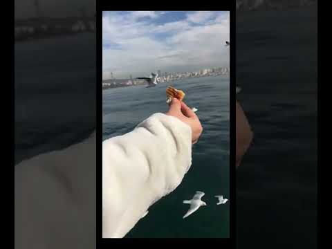 حبيبتي إلياس الرحباني