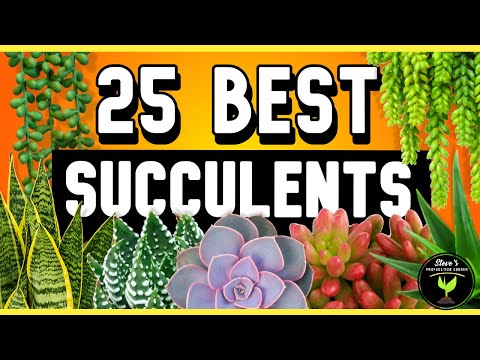 Video: Pagpili ng Hardy Succulent Plants - Succulents Para sa Zone 5 Gardens