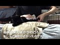 黒猫をピカピカに拭きあげてみた。 たなかとシャンプータオル