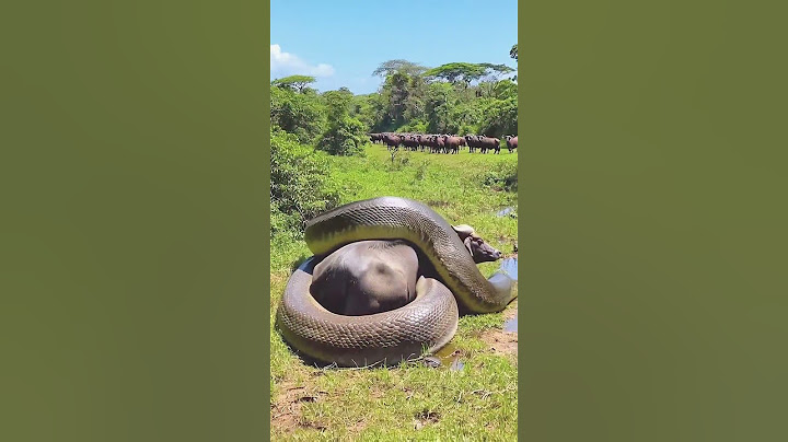 🔴 Sucuri GIGANTE de 20 metros enrola búfalo #viral #youtubeshorts #viralshorts #shorts
