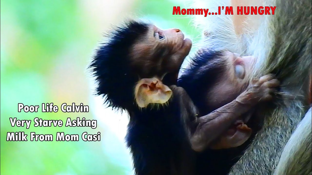 I'M HUNGRY MOMMY ! Poor Life Calvin Very Starve Asking Milk From Mom Casi But Calvin Still...Pitiful