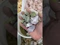 Pack a bucket with us! #activitesforkids #crystals #canyoudigit