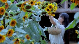 Несъеденную Вигну Сушат На Солнце, Чтобы Получить Ароматное Тушеное Мясо Из Сушеной Вигны.|Liziqi