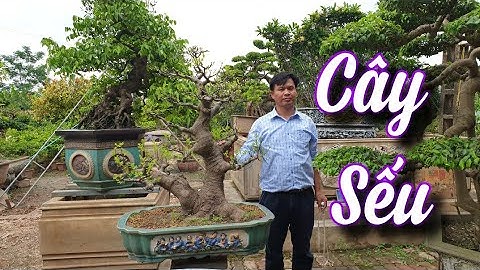 SH.5079. Bonsai đẹp độc lạ cây Sếu vườn cảnh các bác đã sưu tầm cây Sếu chưa?