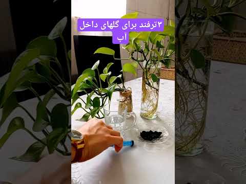اگه گل های داخل آبت زود میپوسن بیا تابگم چکار کنی ترفند ایده    
