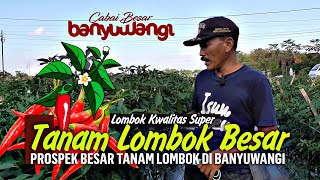 Download Lagu Tanam Cabe Besar Tumpangsari Dengan Cabe Rawit Dengan Hasil Yang Berlipat Ganda MP3