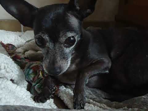 cachorro_bravo.AVI
