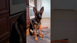 See pinned comment. #germanshepherd #puppy #dog