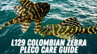 L129 Colombian Zebra Pleco Care & Breeding Guide  All about the False Zebra Pleco