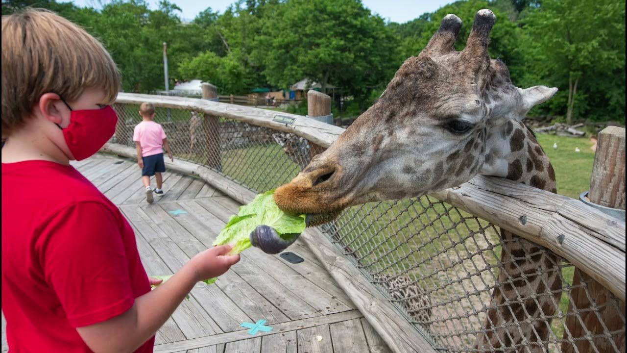 Cleveland Zoo Virtual Field Trip 2021 YouTube