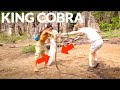 KING COBRA RESCUE! ft. Sumatra Ecoproject