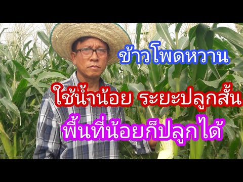 วีดีโอ: ข้าวป่าใช้เวลาปลูกนานแค่ไหน?