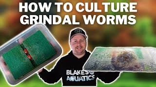 Live Food for Adult Fish AND Fry? - How to Culture and Maintain Grindal Worms NO Soil