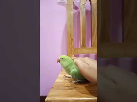 green parrot🦜 #greenparrot #talkingbird #talkinganimal #birds #youtubeshorts #parrottalking