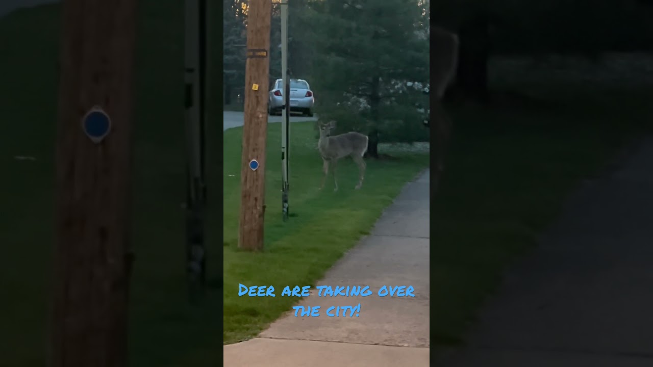 These deer are losing their habitat and taking over the city! 