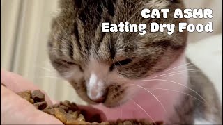 Cat eating dry crunchy food