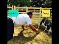 La mini ferme pour un baptême.