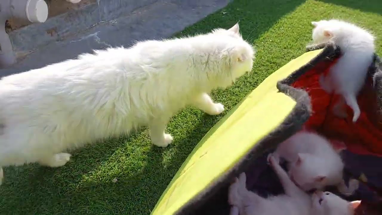 Kittens Are Getting Mischievous Mama Is Tired Of Them