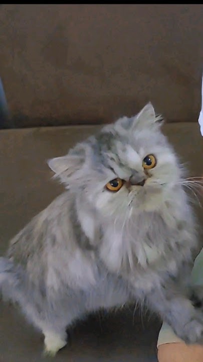 Is Ice Cream Safe For Cats catlover shortsfeed cat love is-ice-cream-safe-for-cats-catlover-shortsfeed-cat-love