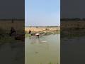 catching fish by cast net 🐬 #villagerlifestyle #fishingtips #nature #fishingequipment