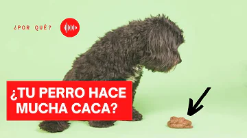 ¿Cuántas veces al día deben hacer caca los perros?