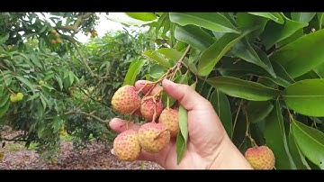 Vải Thiều Lục Ngạn Chín Quá Nhanh I Luc Ngan lychee I Núi Đồi Lục Ngạn