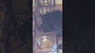 And this is why dogs are better oop #dogs #cat #catsoftiktok... #Shorts #olivialevinn