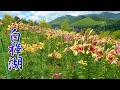Lilies are in full bloom and smell sweet on the slope of the hill at  Lake Shirakaba.#4K #白樺湖