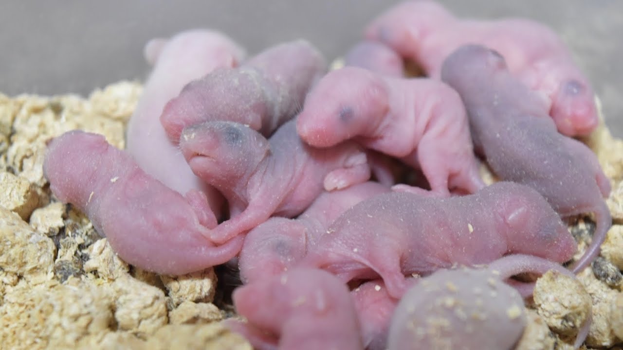 ネズミの赤ちゃんがめちゃくちゃ産まれました Youtube