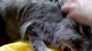 Кот пытается достать из пакета мясо... Кот пытается достать из пакета мясо...