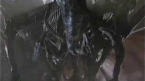 Alien Loves Predator