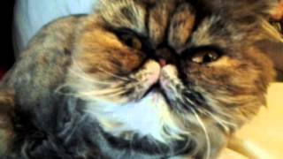 Ugly cat