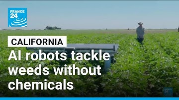 AI robots tackle weeds without chemicals • FRANCE 24 English