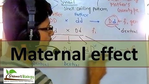 Maternal effect