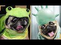 Pugs funny  pug dog funnys  try not to laugh