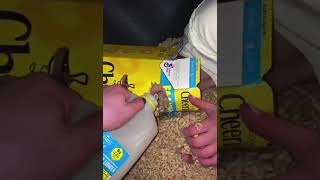 Hostage In Cereal