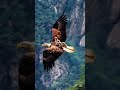 🦅This Bird Has Super Vision! 😲#Eagle #WildEarthStories #Wildlife #AnimalFacts #Nature #Birds #Shorts