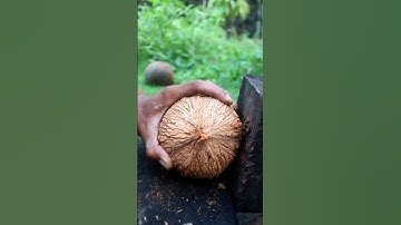 Tactics for removing coconut from its shell
