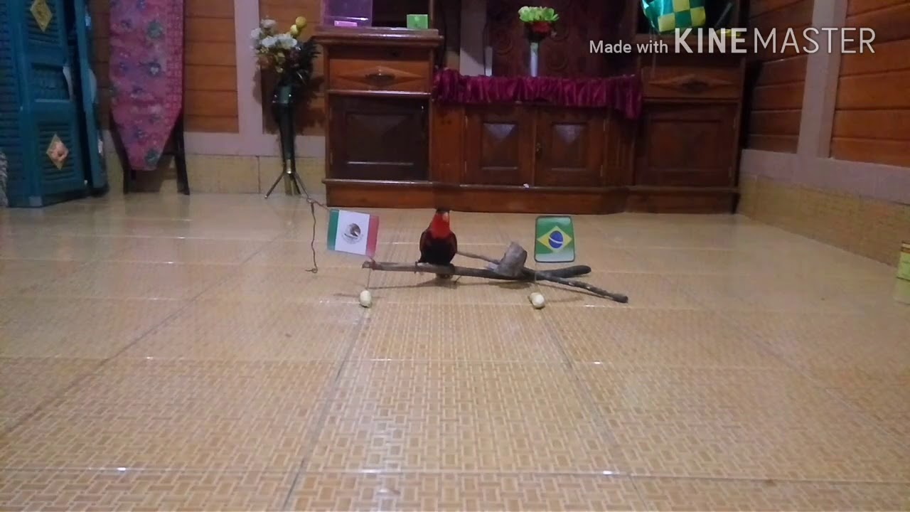 Fifa World Cup Rusia 2018 Prediksi Brazil Vs Meksiko Burung Nuri