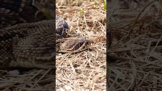 MASSIVE Rattlesnake in Florida!