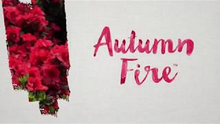 Plant The Reblooming Encore Azalea Autumn Fire With True Red Blooms And Winter Foliage Color