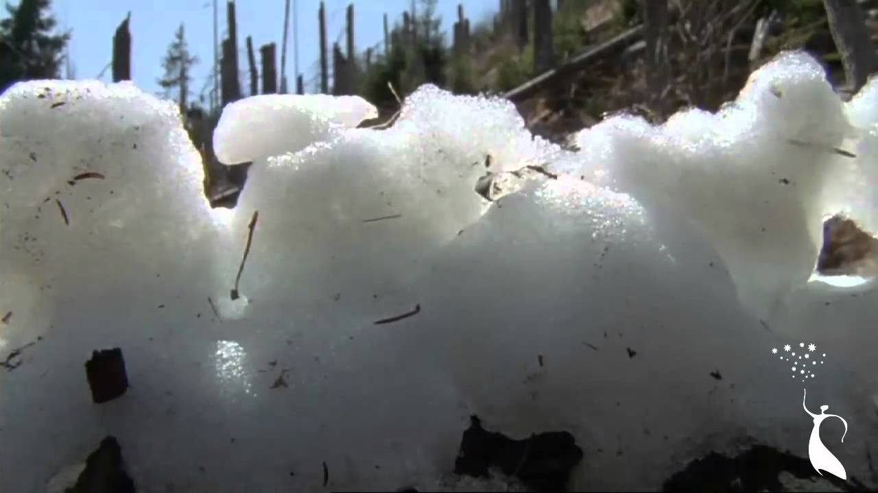 festival of lights WILDES DEUTSCHLAND: DER BAYERISCHE WALD - 18 Film Festival della Lessinia