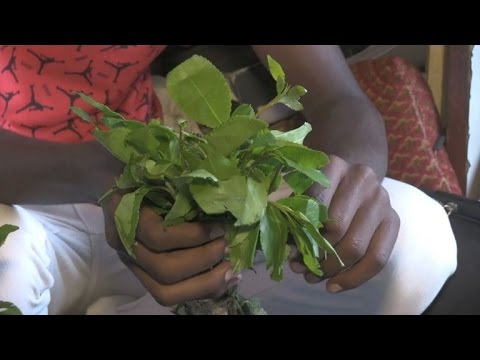 Vidéo: Comment Le Khat Génère Des Centaines De Millions De Dollars Par An