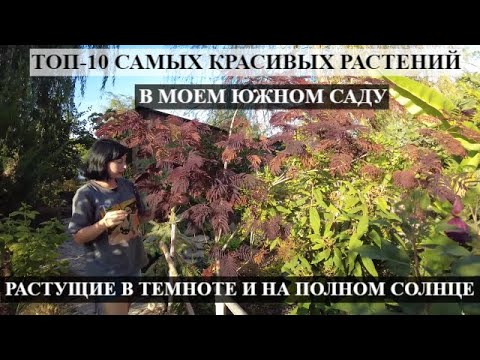 Видео: Узнайте больше о полном солнце в саду - как эффективно использовать растения полного солнца