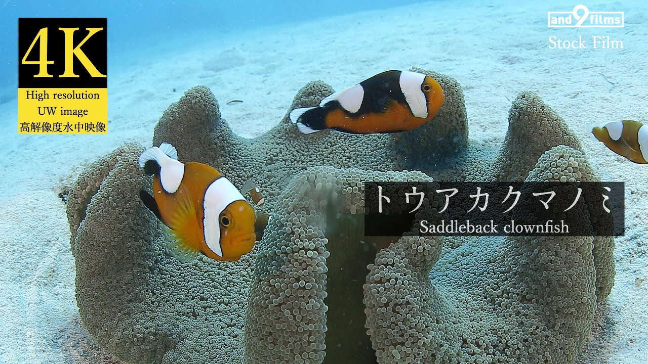 クマノミ 4K 水中映像】トウアカクマノミ / Saddleback clownfish / Amphiprion