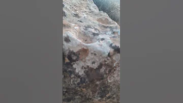 مربط فرس وسيال كنوز 