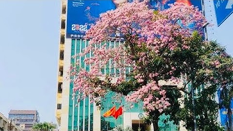 Hoa kèn hồng nở rực ở Sài Gòn | hoa kèn hồng | Saigon Now