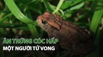 Ăn Trứng Cóc Hấp một người tử vong| VTC14