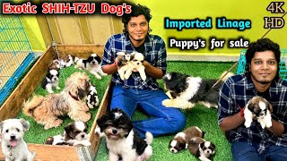 Shihtzu Puppies | Shihtzu Dogs For Sales | 4k | Toy Breed Dogs | Dog Lovers | low budget #shihtzu