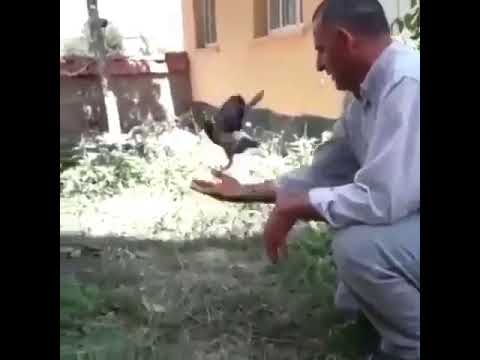 güvercini kaçıran kedi elindeki güvercini düşüren adam